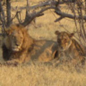 Meet your Posher, Hollie